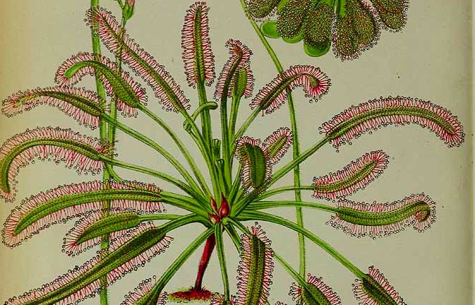2 Drosera capensis L. / La Belgique horticole, journal des jardins et des vergers, vol. 30: t. 16, fig.     1 (1880) 