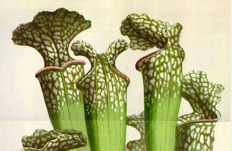 Sarracenia gronovii Alph.Wood [as Sarracenia drummondii H.B. Croom]    Houtte, L. van, Flore des serres et des jardin de l’Europe, vol. 10: p. 239, t. 1071 (1855) 
