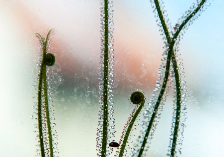 Drosera filiformis. Photo Jonathan Gobbi.