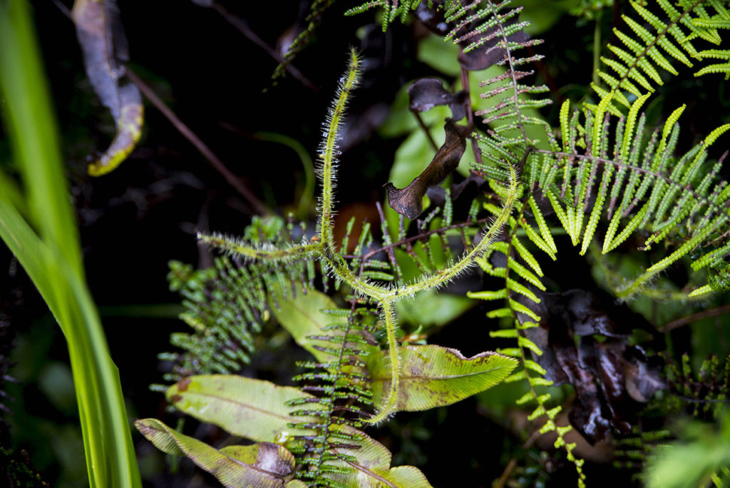 Drosera binata var. dichotoma in habitat, Blue Mountains National Park, December 2016. Photo Jason Renel 