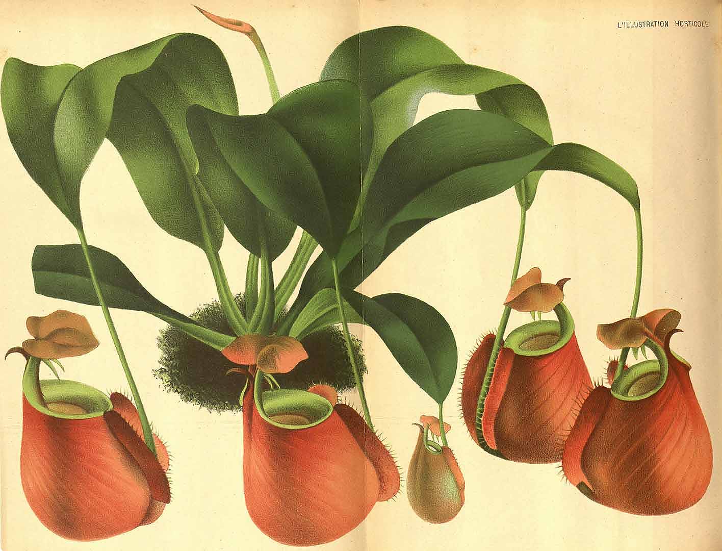 1 Nepenthes bicalcarata Hook.f. / L’ Illustration horticole, vol. 28: t. 408 (1871) 