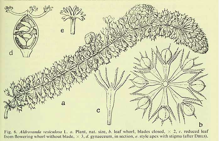 Aldrovanda vesiculosa L. / Flora Malesiana, vol. 4: p. 381, fig. 6,7 a-d (1948-1954) 