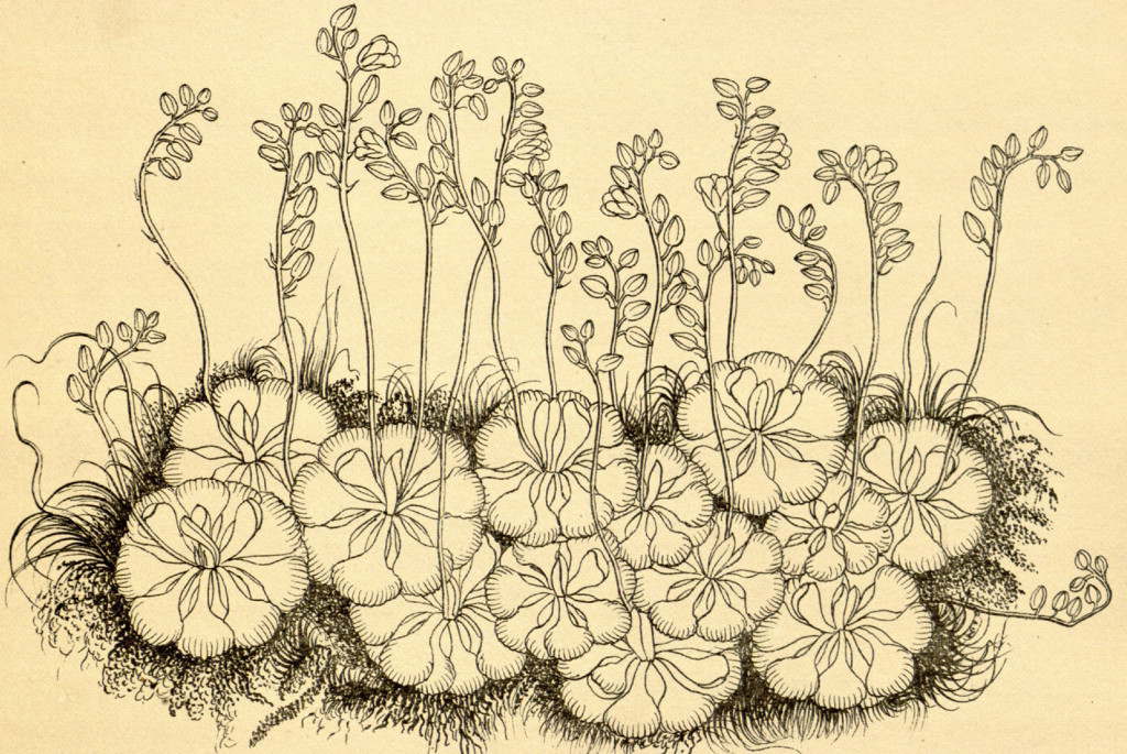 Drosera burmanni Vahl. Wight, R., Icones Plantarum Indiae Orientalis, vol. 3: t. 944 (1846). Drawing by Rungia. Source Plantillustrations.org
