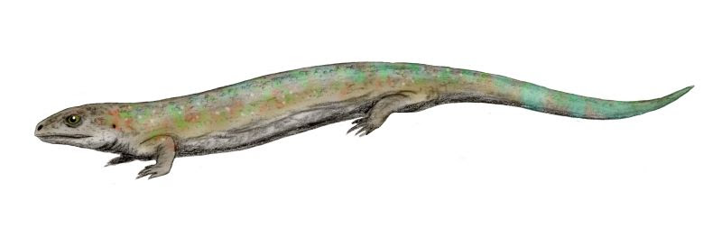 Westlothiana lizziae, perhaps the oldest known amniota, Lower Carboniferous of Scotland, pencil drawing by Nobu Tamura. Source: Wikipedia. CC BY 3.0