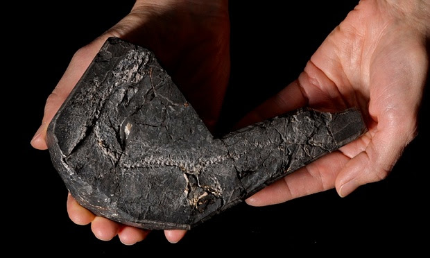 An example of the early fossil tetrapod Westlothiana Photo: National Museum of Scotland. Source: The Guardian.