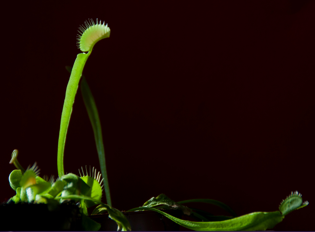 Dionaea muscipula. Photo Jonathan Gobbi.