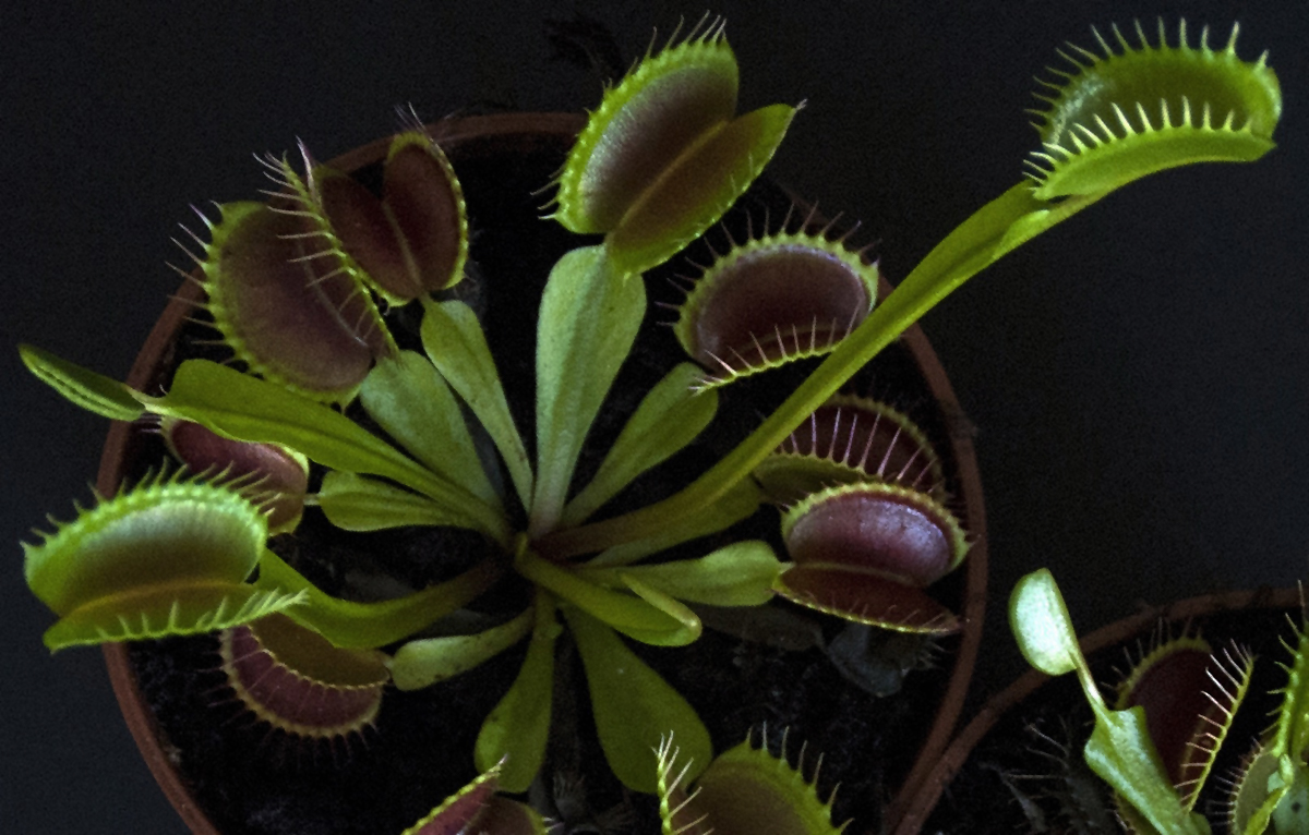 Dionaea muscipula. Photo Jonathan Gobbi.