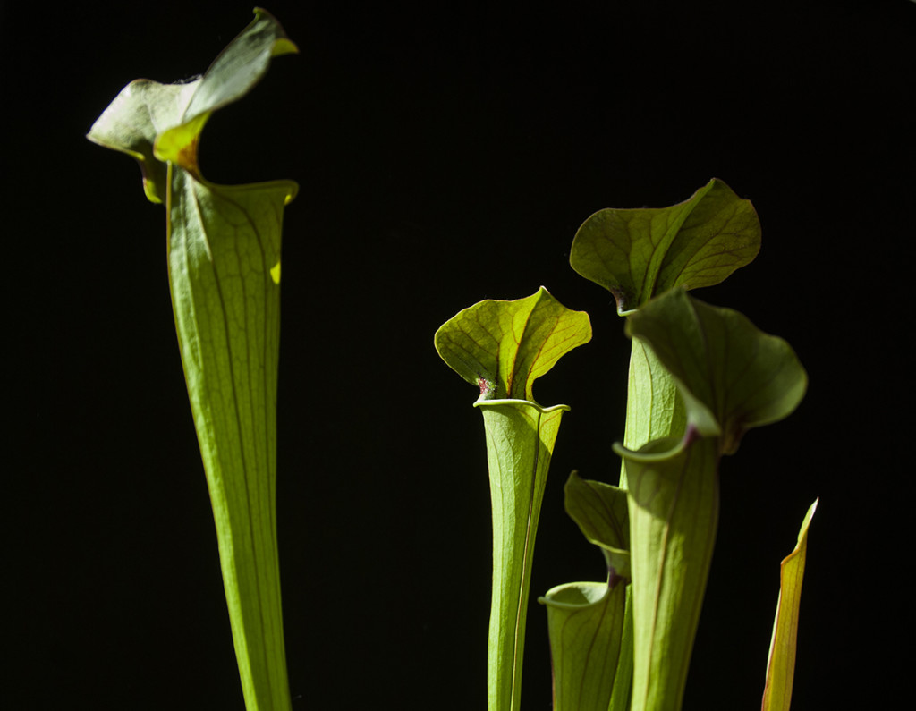 Sarracenia ‘Tygo’, a hybrid containing S. flava. Photo Jonathan Gobbi.