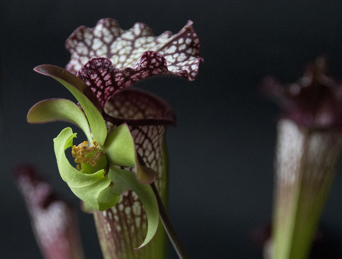 S. leucophylla – the flower has lost its petals. Photo Jonathan Gobbi.