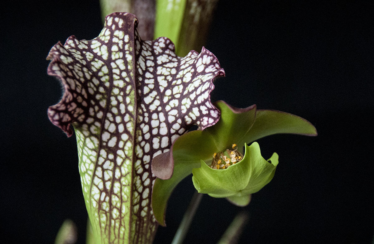 S. leucophylla – the flower has lost its petals. Photo Jonathan Gobbi.