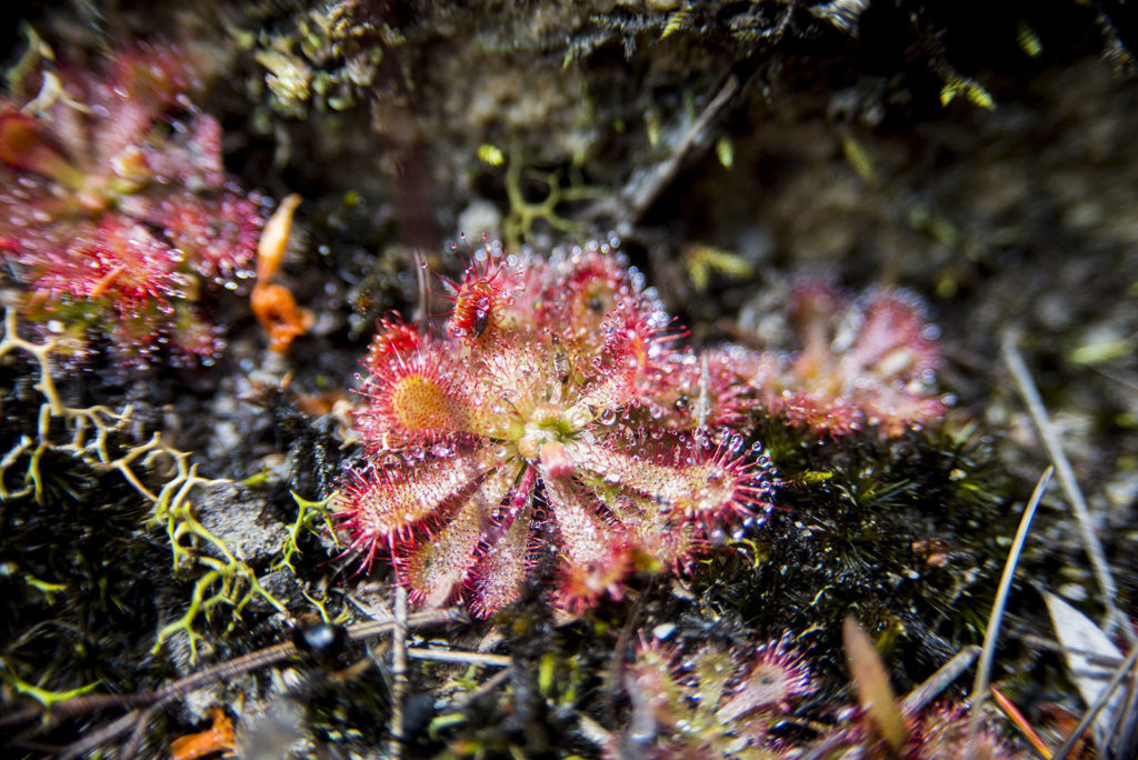 Drosera spatulata in habitat, Blue Mountains National Park, December 2016. Photo Tique Aroustian.