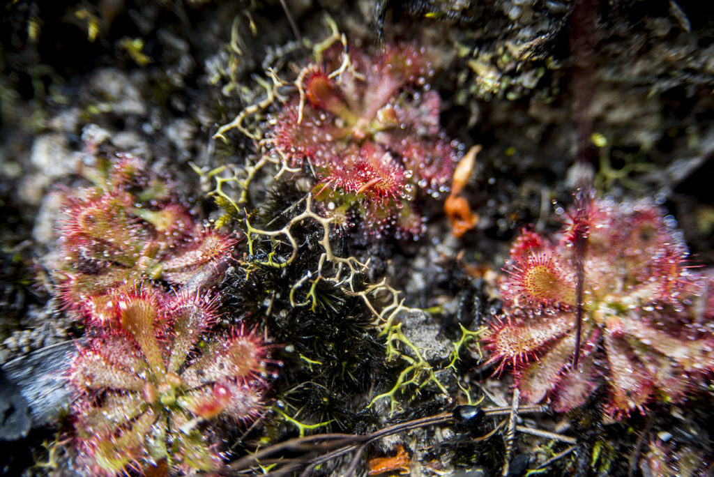 Drosera spatulata in habitat, Blue Mountains National Park, December 2016. Photo Tique Aroustian.