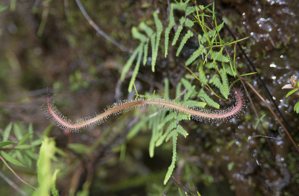 Drosera binata var. t-form in habitat, Blue Mountains National Park, December 2016. Photo Jason Renel.
